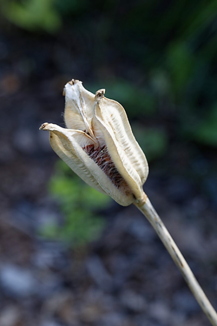 Jardin des Impressionnistes-122